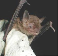 Bat Removal Wake Forest NC