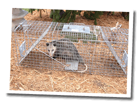 Wildlife Removal and Control of Possum in Chapel Hill