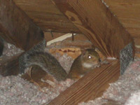 Squirrel Removal and Control Cary NC