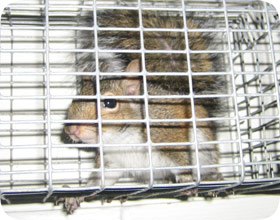 Squirrel Removal and Control Cary NC
