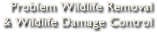 Problem Wildlife Removal & Wildlife Damage Control