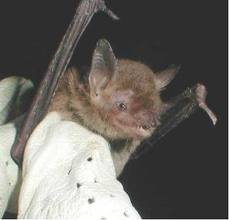 Bat Removal from Attic Chapel Hill NC Bat Removal Chapel Hill NC