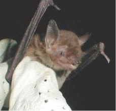 Bat Removal Mebane NC