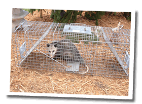 Animal & Wildlife Removal Raleigh NC | Bat Extermination & Bat Removal