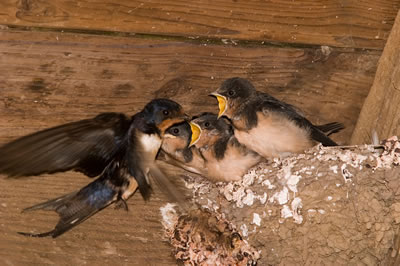 Black Birds, Starling, Removal from Attic Chapel Hill NC