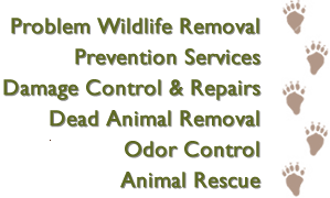 Animal Removal Raleigh NC